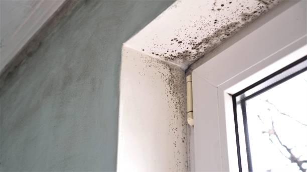 Mold Remediation for Rental Properties in Rossville, IN