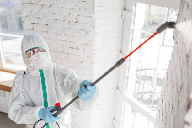 Best Basement Mold Removal  in Rossville, IN