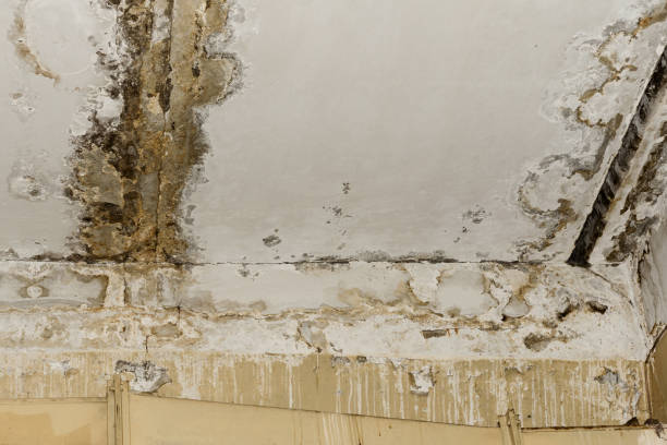 Best Biohazard Mold Removal  in Rossville, IN