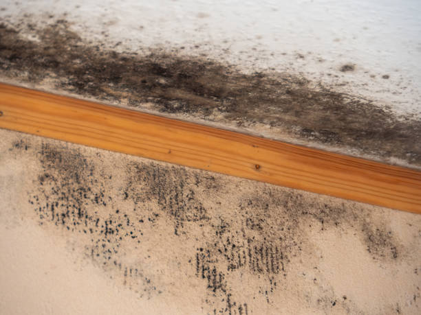 Best Water Damage & Mold Remediation  in Rossville, IN