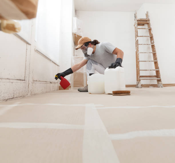 Mold Odor Removal Services in Rossville, IN