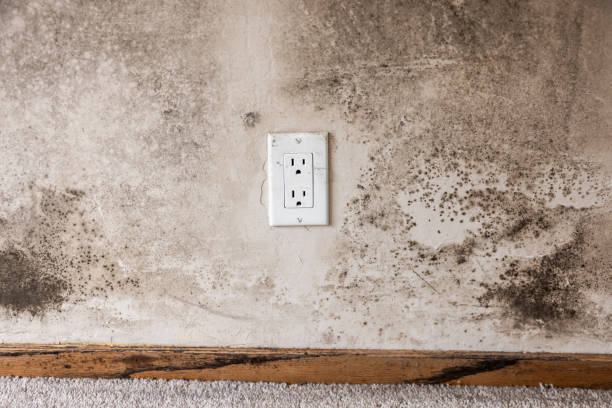  Rossville, IN Mold Removal Pros