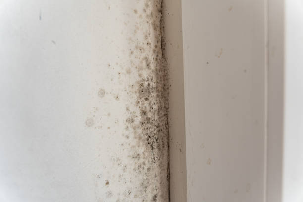Best Commercial Mold Inspection  in Rossville, IN